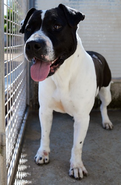 Princess stupenda amstaff in adozione
