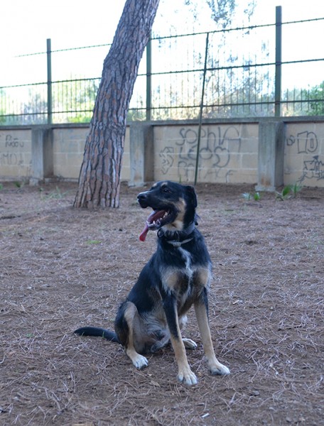 Boris bellissimo e simpatico cane in adozione