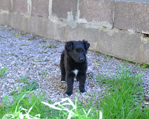 Perla bellissimo cucciolo femmina in adozione