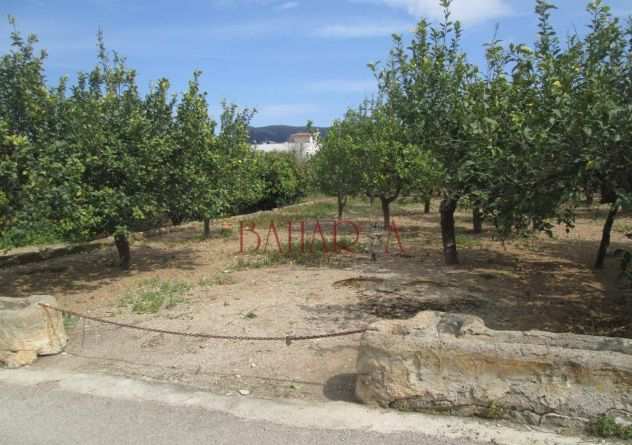 10 V020 VENDESI terreno agricolo Via Terzo Monaco