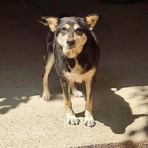 10anni tutti a catena costretta a muoversi in 2mq..senza denti  SOS X PEGY