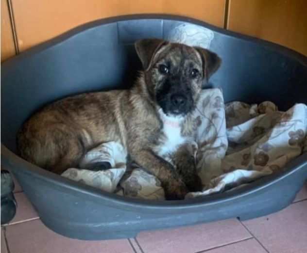 10mesi futura circa 10kg zampe corte in canile NAPOLI