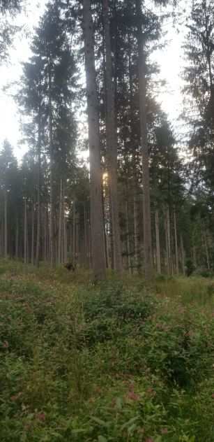 11 ettari bosco abeti altopiano 7 comuni