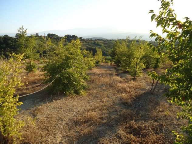 11 ettari di terreno con rustico a Bisignano,Calabria