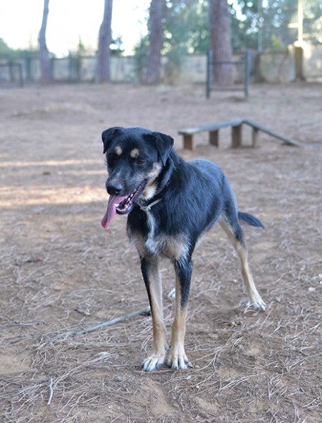 Boris bellissimo e simpatico cane in adozione