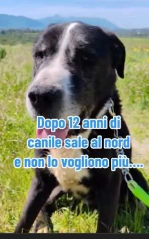 12ANNI DI DURO CANILE..ADOTTATO E RIFIUTATO MILANO