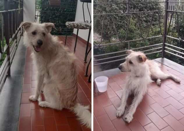 18mesi kg 1012 splendido URGENTE ADOZIONE MILANO