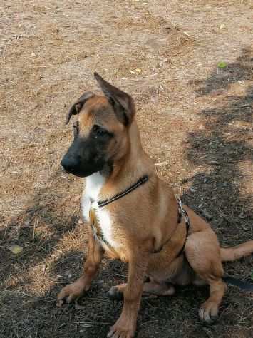 18mesi Pastore Belga Malinois salvata sotto la pioggia 1anno faSOS NAPOLI