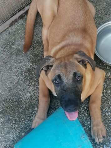 18mesi Pastore Belga Malinois salvata sotto la pioggia 1anno faSOS NAPOLI