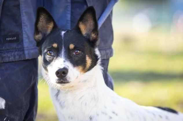 1anno medio piccola salita dal sud,rinnegata,finita in canileProv VARESE