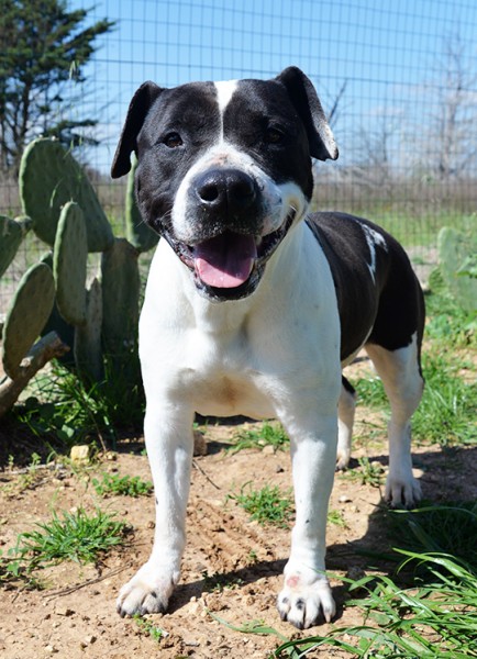 Princess stupenda amstaff in adozione