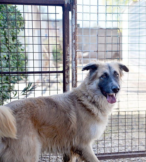 Jasmine, dolcissima mix pastore belga in adozione