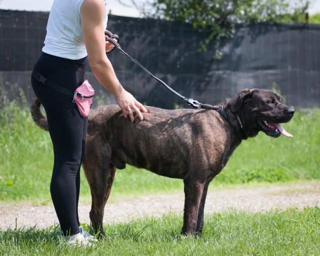 2 ANNI, TG GRANDE, LEBRON, QUASI TUTTA LA VITA IN CANILE CERCA ANCORA CASA