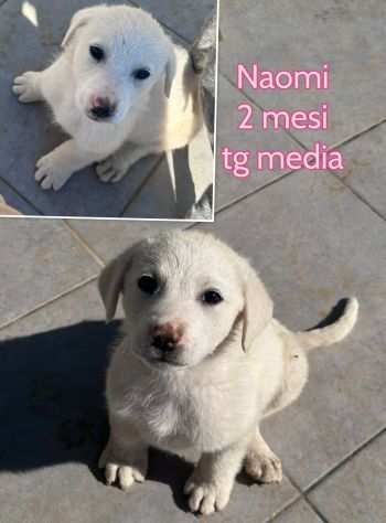 2 mesi CUCCIOLI DA SALVARE