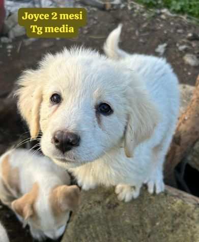 2 MESI. CUCCIOLI SENZA CASA