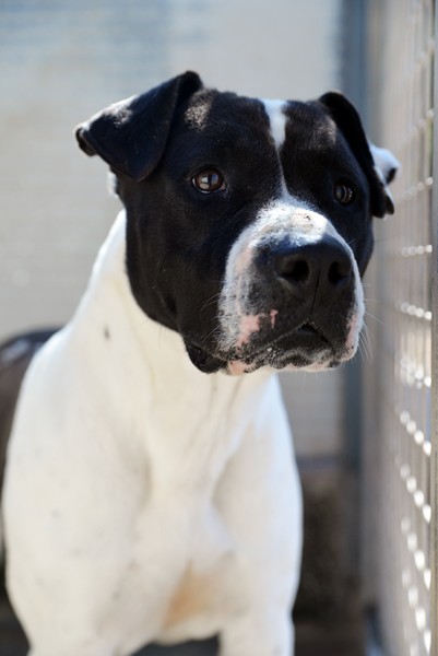 Princess stupenda amstaff in adozione