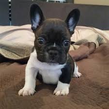 Adorabili cuccioli di bulldog francese