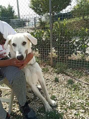 2anni medio grande dolcissimo finito in canile URBINO