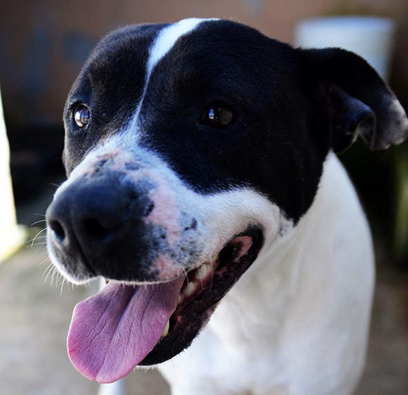 Princess stupenda amstaff in adozione