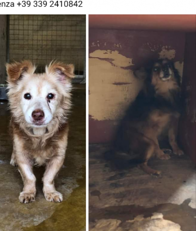 2piccoli volpinetti anziani entrati da giorni in canile,padrone decedutoMANTOVA