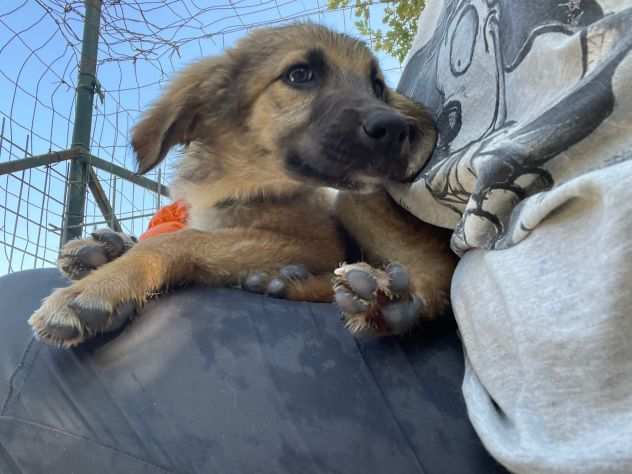 3 cuccioli bellissimi in canile