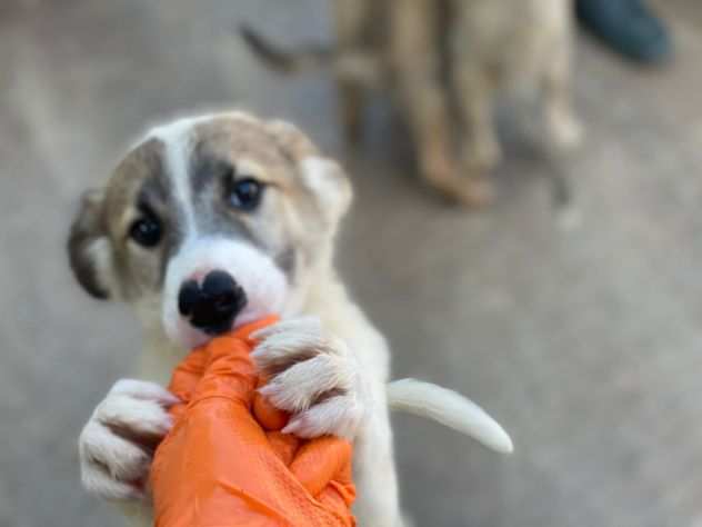 3 cuccioli bellissimi in canile