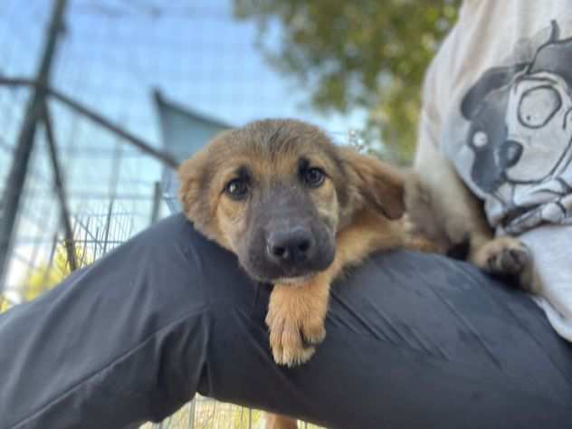 3 cuccioli bellissimi in canile