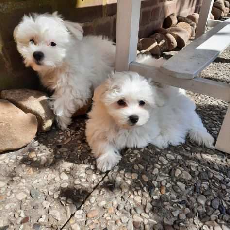 3 cuccioli di maltese giocattolo