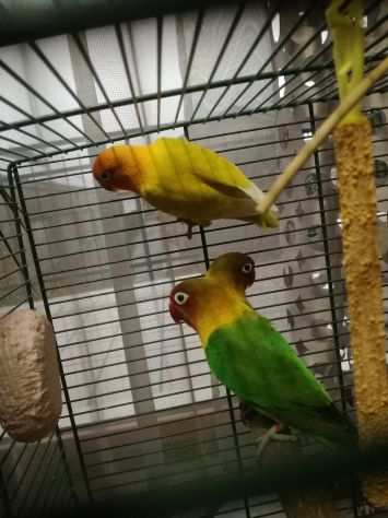 3 pappagalli inseparabili