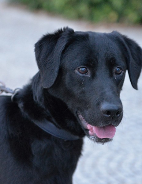 Lady dolce labrador in adozione