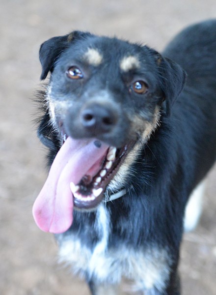 Boris bellissimo e simpatico cane in adozione