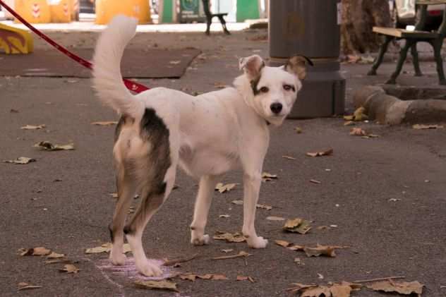 3anni kg12 buonissima vittima della cattiveria GENOVA