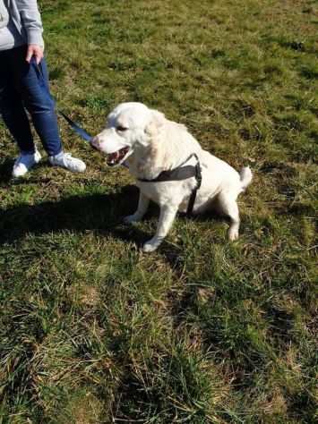 3anni mix Labrador mollato e salvato da mesi al nord Italia in stallo