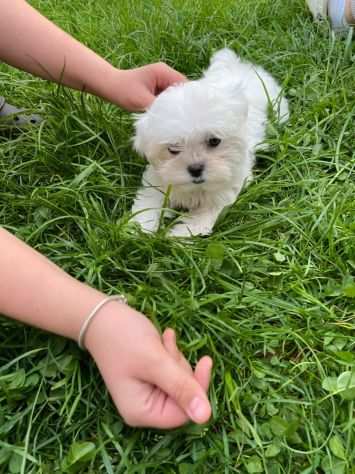 3Disponibili cuccioli maltesi toy