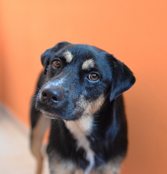 Boris bellissimo e simpatico cane in adozione