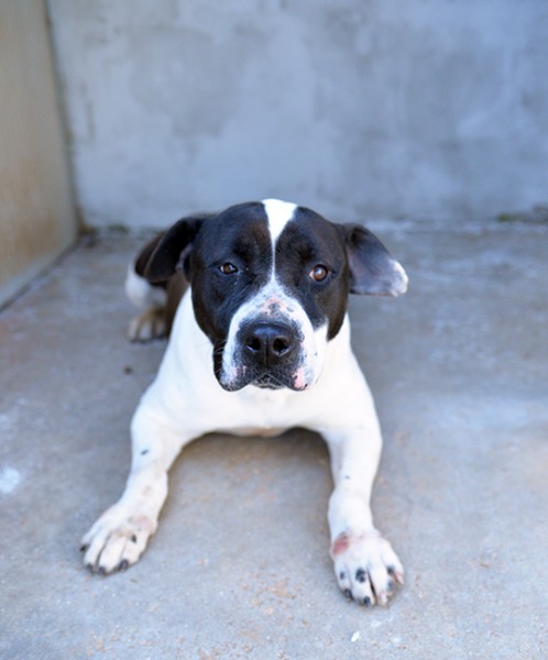 Princess stupenda amstaff in adozione