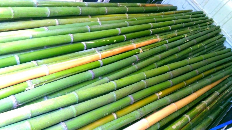 Canne di bambù bambu bamboo 
