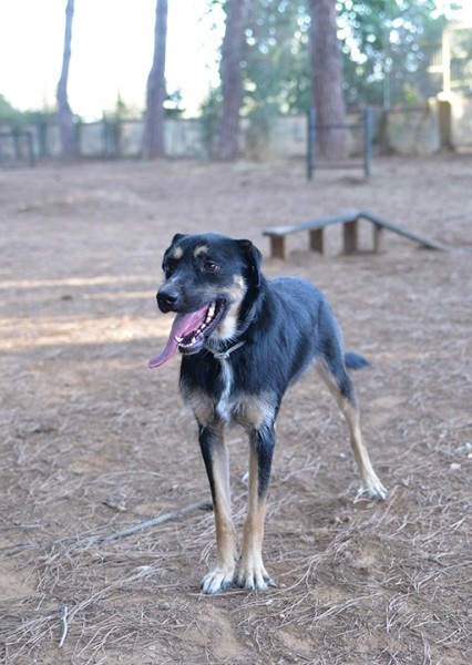 Boris bellissimo e simpatico cane in adozione