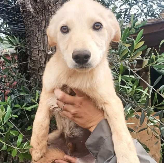 4mesi color crema medio piccolo ULTIMO CUCCIOLO RIMASTO.CALABRIA