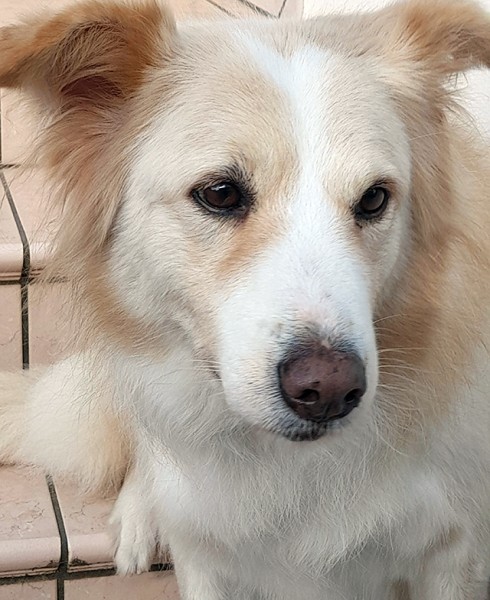 Kelly dolcissima cagnetta in adozione