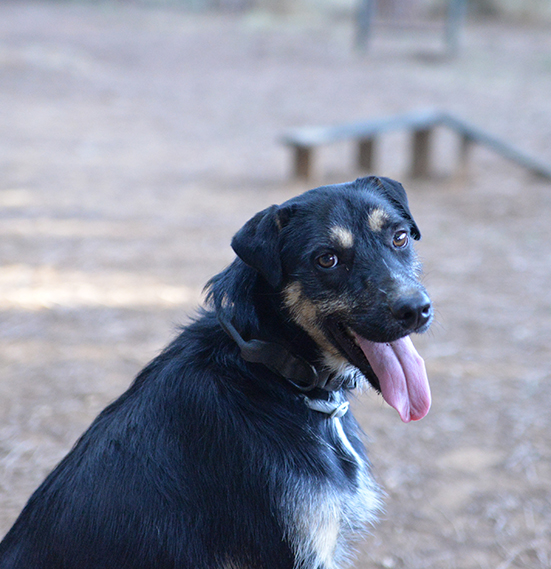 Boris bellissimo e simpatico cane in adozione