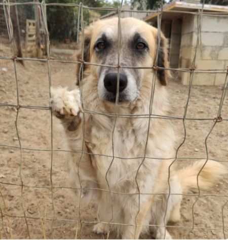 5anni bello,buono,sfortunato, invisibile in canile.SICILIA