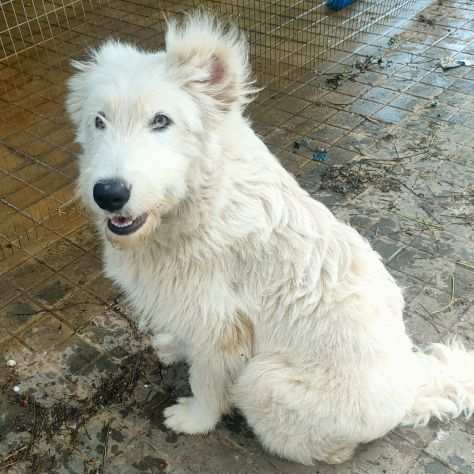 6 mesi Totina cerca casa