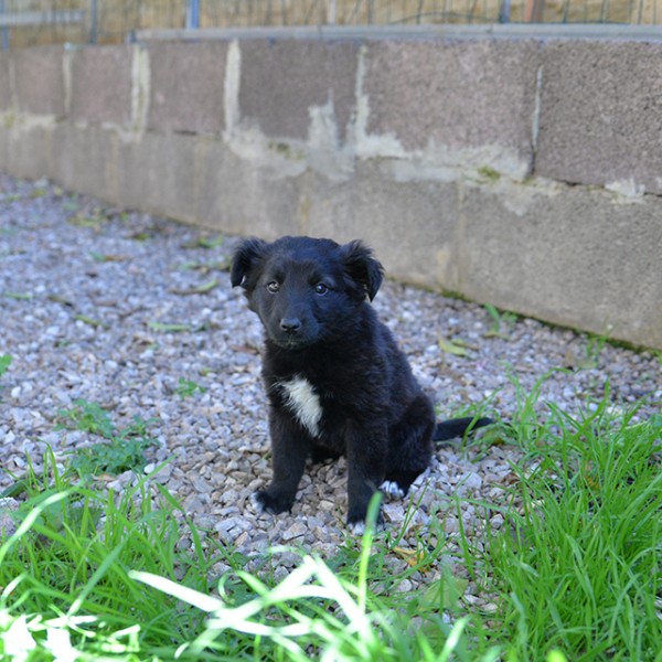 Perla bellissimo cucciolo femmina in adozione