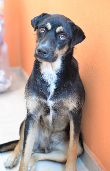 Boris bellissimo e simpatico cane in adozione