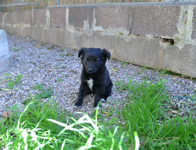 Perla bellissimo cucciolo femmina in adozione