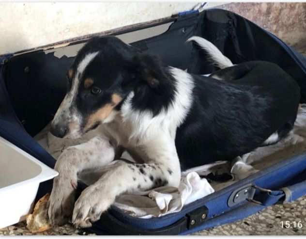 6mesi mix Setter Pastore Austral.aspetta di essere notato.SICILIA