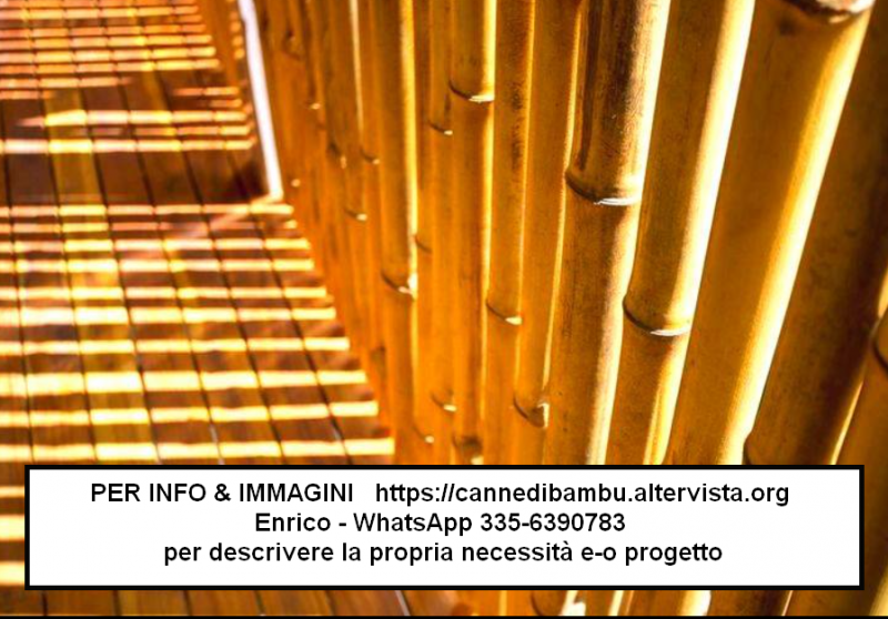 Canne di bambù bambu bamboo 