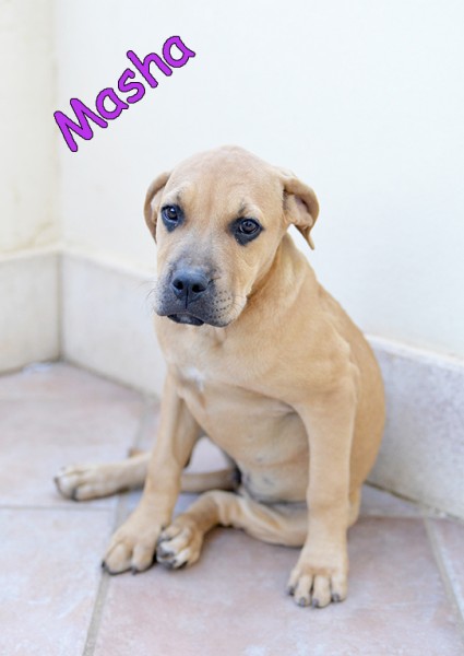 Bellissimi cuccioli simil amstaff in adozione