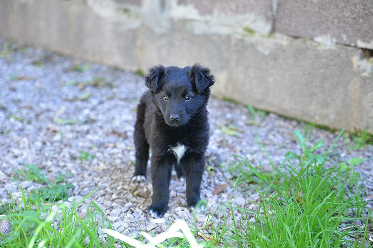 Perla bellissimo cucciolo femmina in adozione